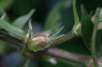 Virginia buttonweed